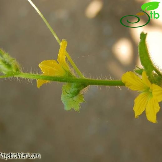 Cucumis-Hıyar