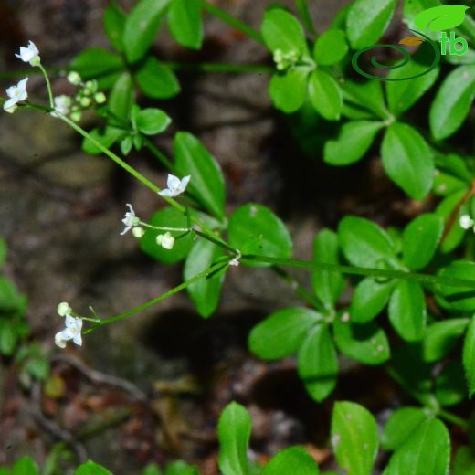 Rubiaceae-Kökboyagiller