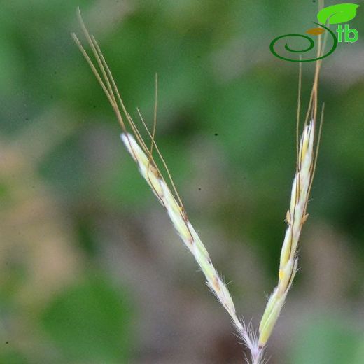 Hyparrhenia-Damsazı