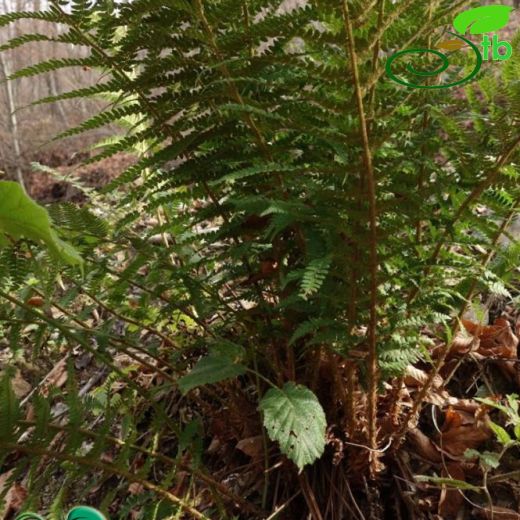 Polystichum braunii