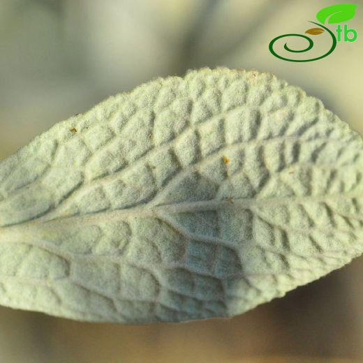 Sideritis vuralii