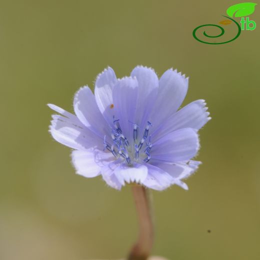 Cichorium-Hindiba