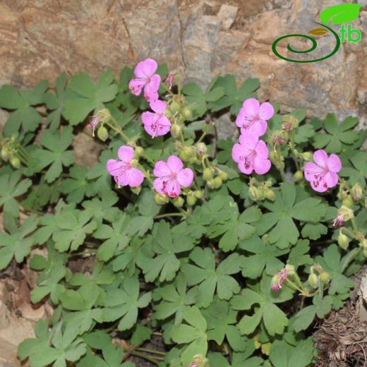 Geranium lasiopus