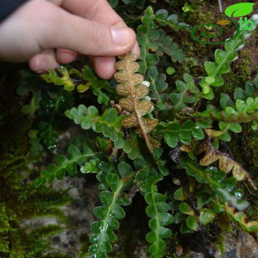 Asplenium ceterach