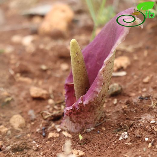 Araceae-Yılanyastığıgiller