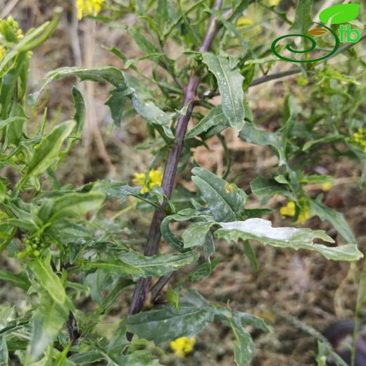 Sisymbrium loeselii