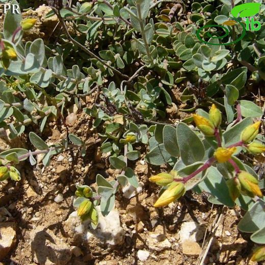 Hypericum origanifolium