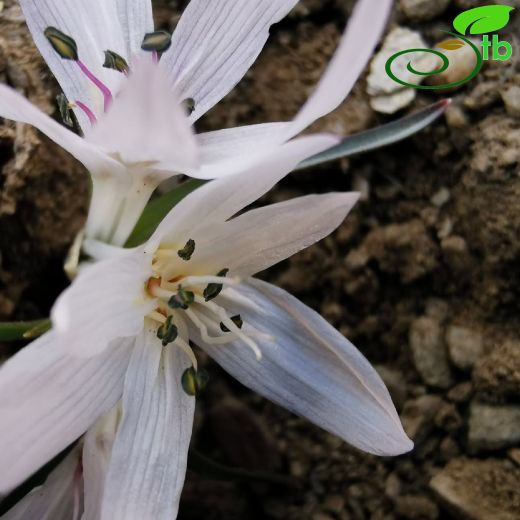 Colchicum-Acıçiğdem
