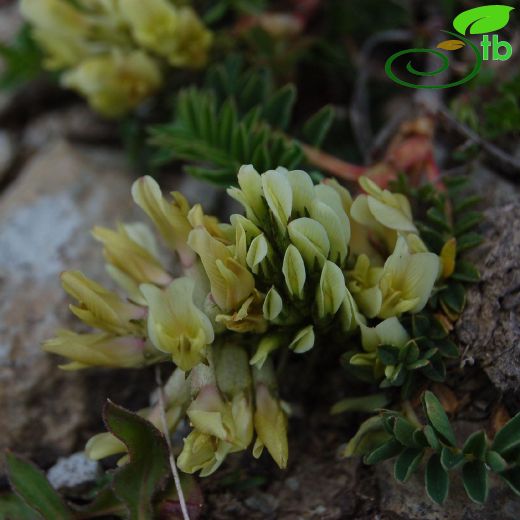 Astragalus fragrans