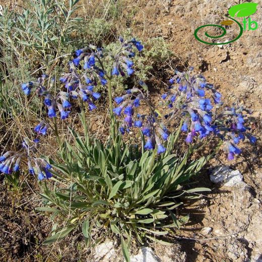 Mattiastrum racemosum