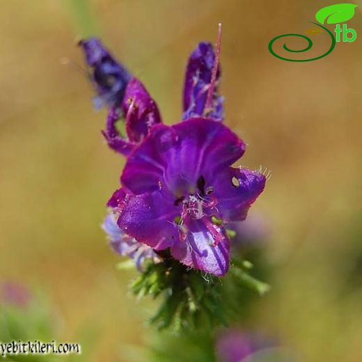 Echium vulgare