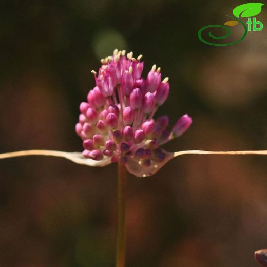 Allium rupicola