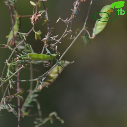 Vicia monantha