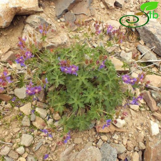 Geranium ibericum