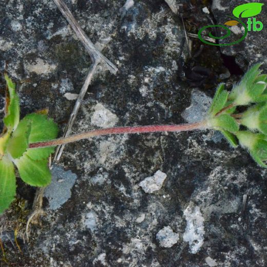 Primulaceae-Çuhaçiçeğigiller
