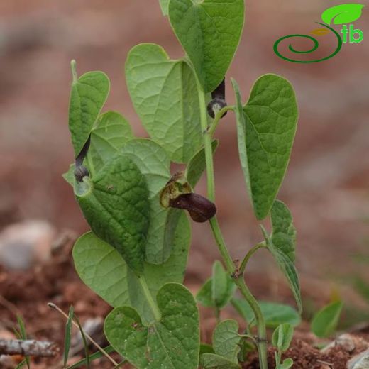 Aristolochia brevilabris