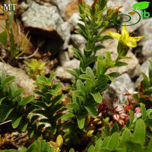 Hypericum orientale