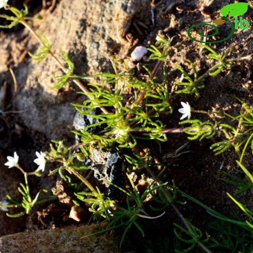 Spergula-Delicekişniş