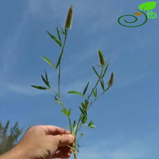 Trifolium angustifolium