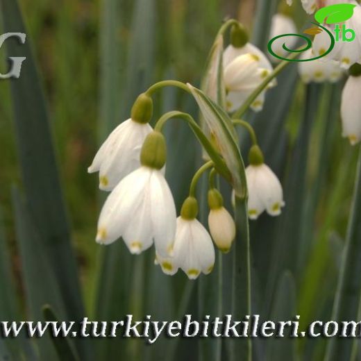 Leucojum-Gölsoğanı