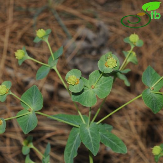 Euphorbia-Sütleğen