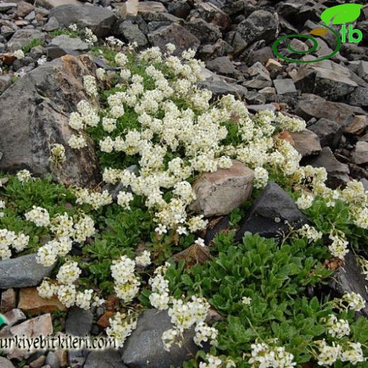 Arabis alpina