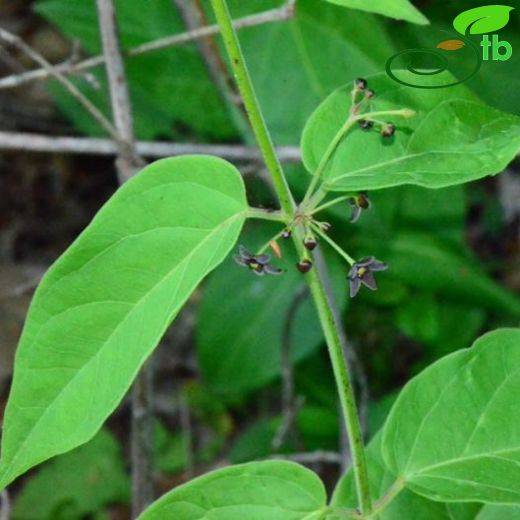 Vincetoxicum scandens