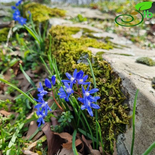 Chionodoxa- Karyıldızı