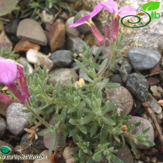 Arabis aubrietoides