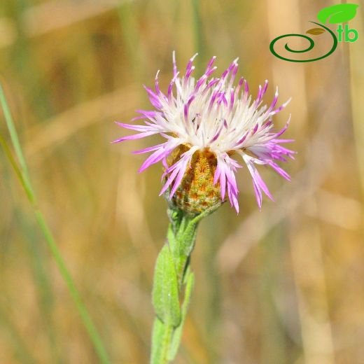 Centaurea inexpectata