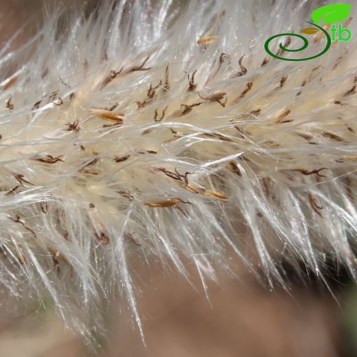 Imperata- Çardakotu