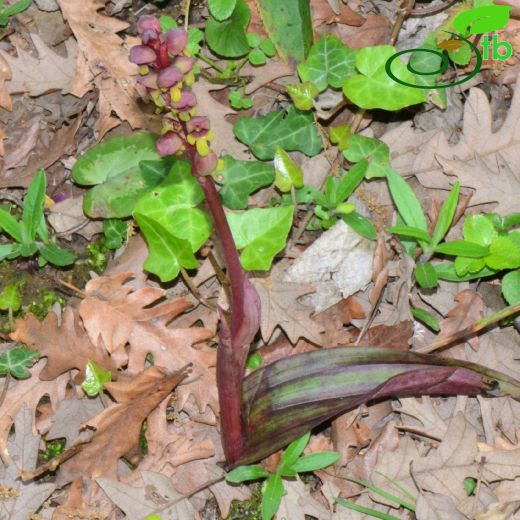 Steveniella-Takkelisalep