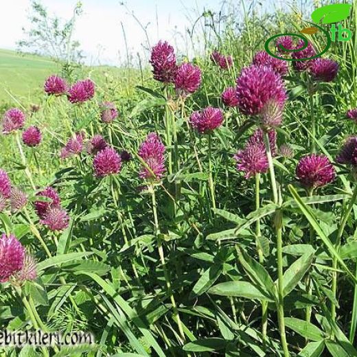 Trifolium alpestre