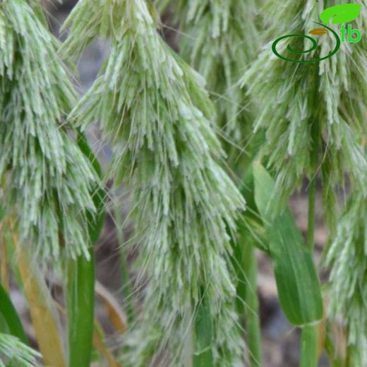 Lamarckia-Altıntopotu