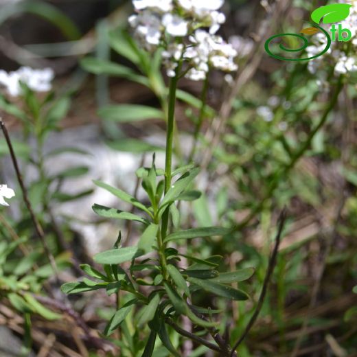 Iberis sempervirens