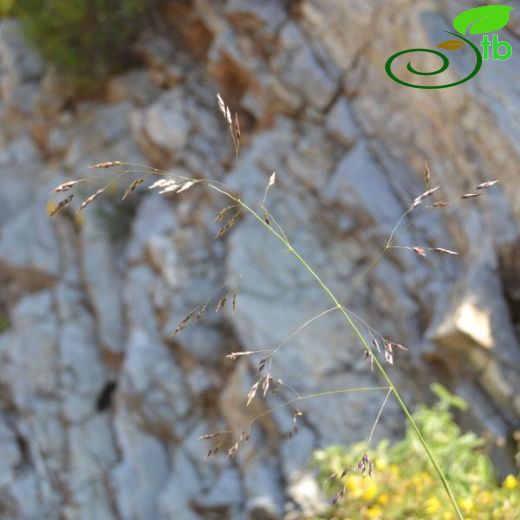 Oryzopsis coerulescens