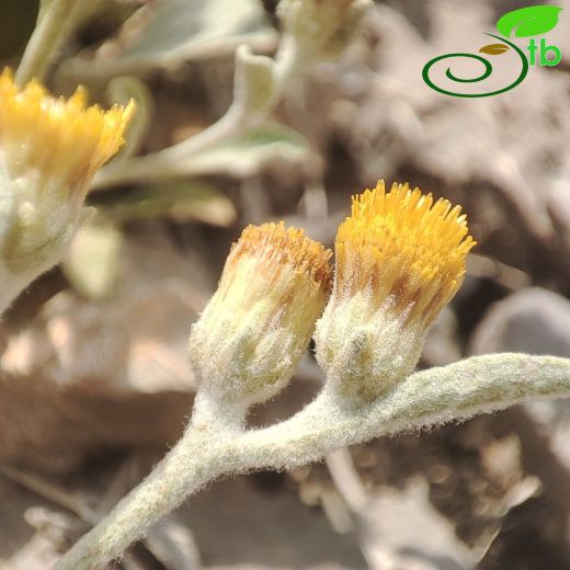 Inula anatolica