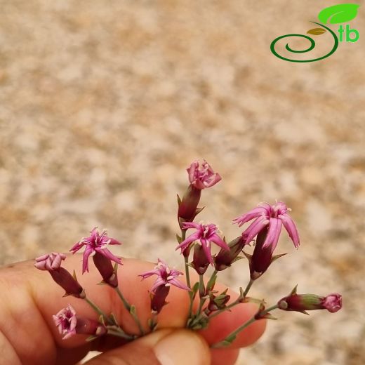 Dianthus-Karanfil