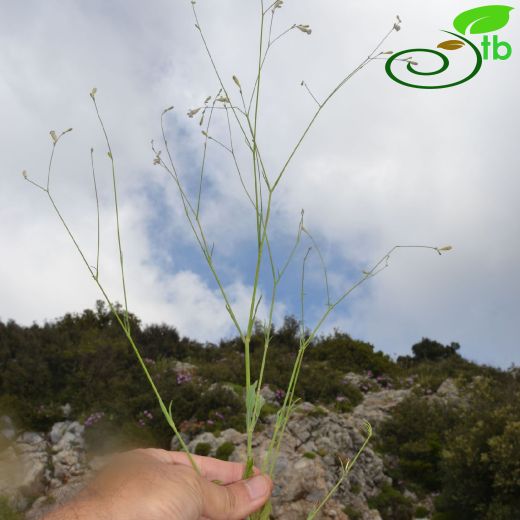 Silene echinospermoides