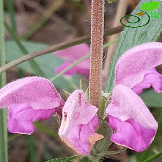 Phlomis-Çalba