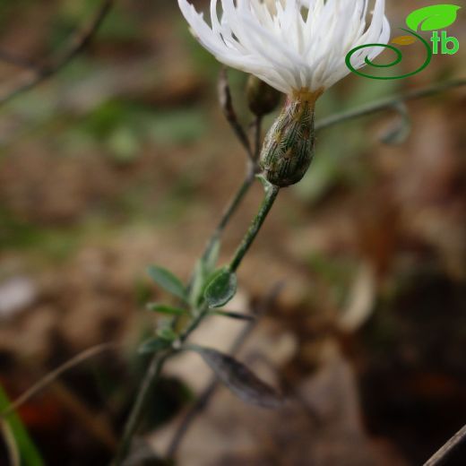Asteraceae-Papatyagiller