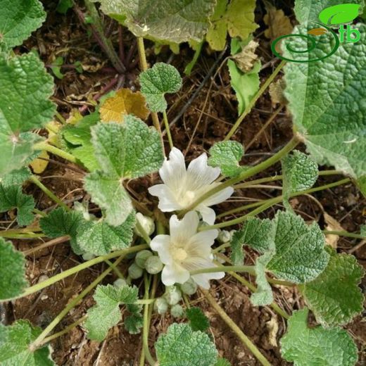 Alcea acaulis