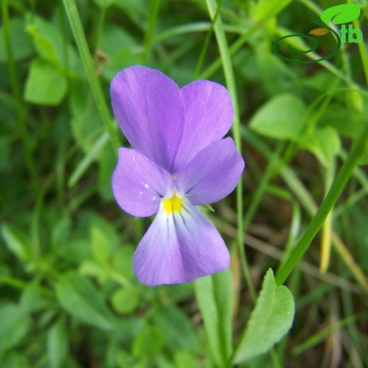 Viola altaica