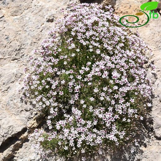 Gypsophila briquetiana