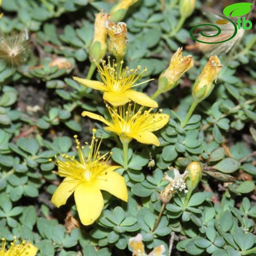 Hypericum pallens