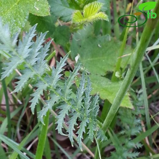 Filipendula-Çayırkıraliçesi