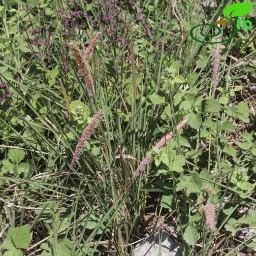 Imperata- Çardakotu