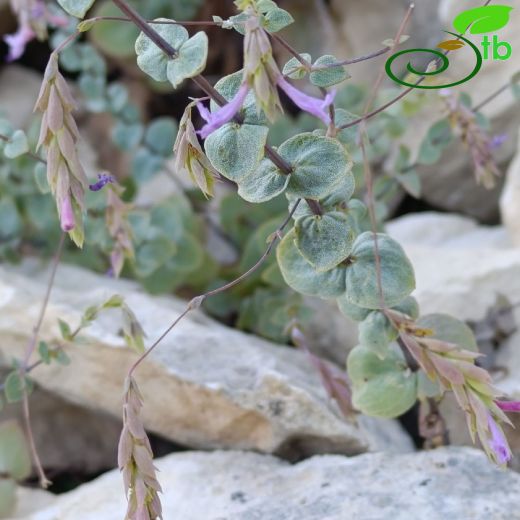 Origanum-Mercanköşk