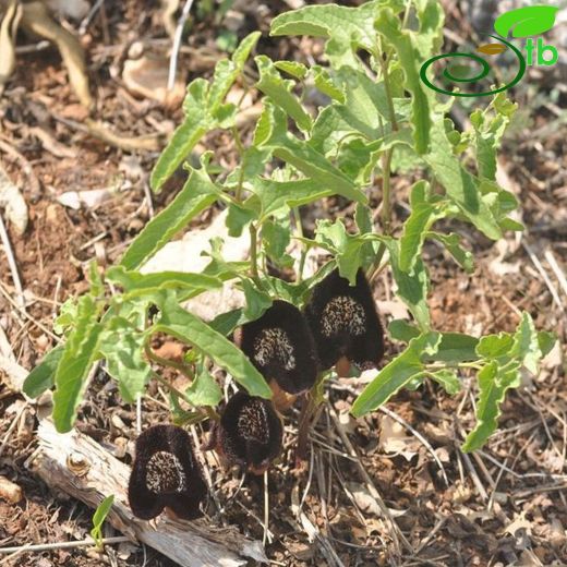 Aristolochia lycica