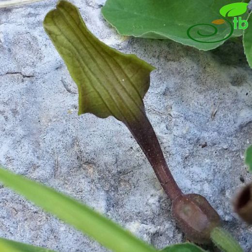 Aristolochia krausei